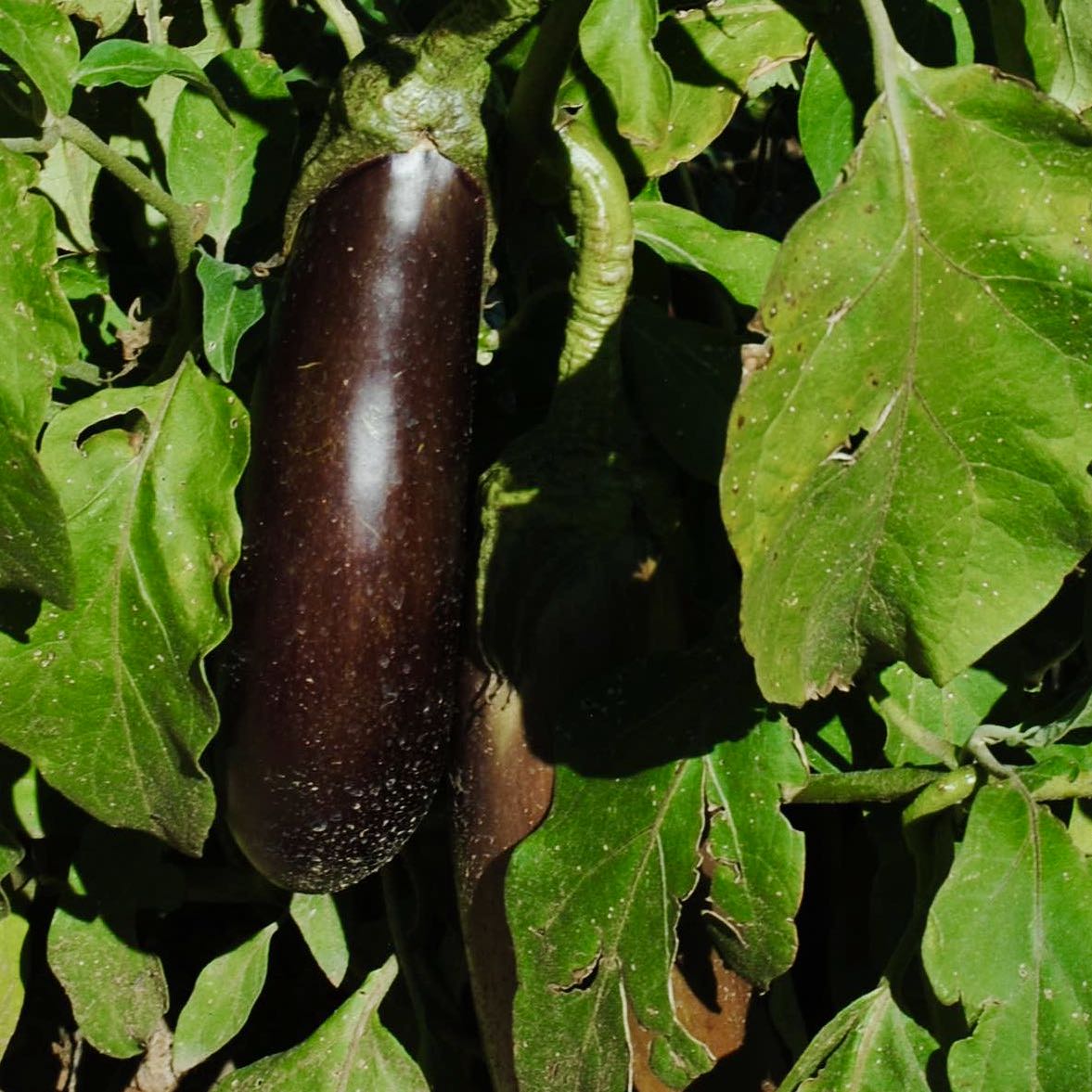 Early Violet Italian Eggplant