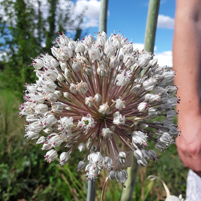 Blaugrüner x Lilly's Leeks