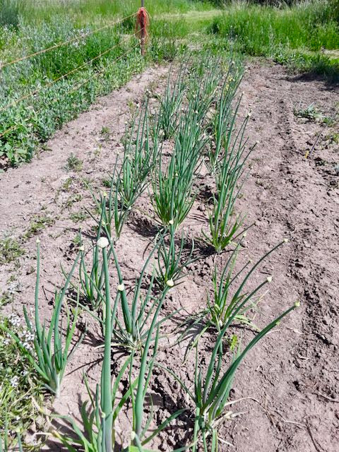 Lofty Onion Landrace