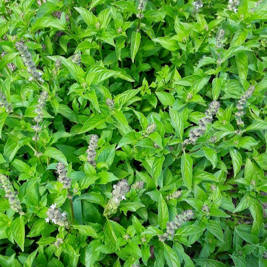 Lemon Basil