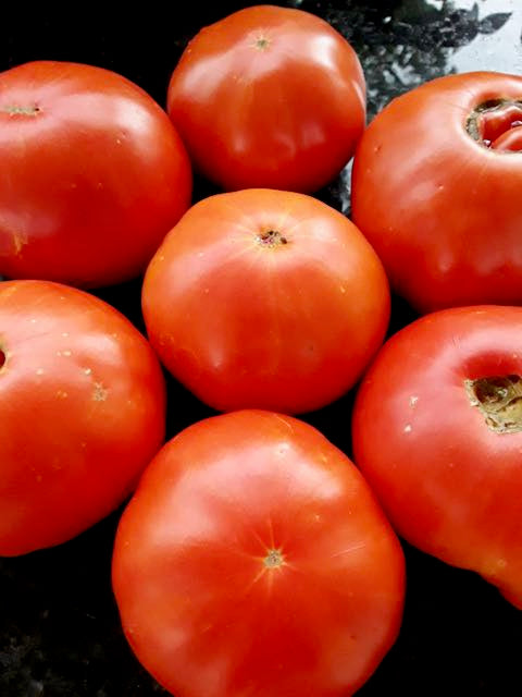 Colorado Beefsteak Tomato