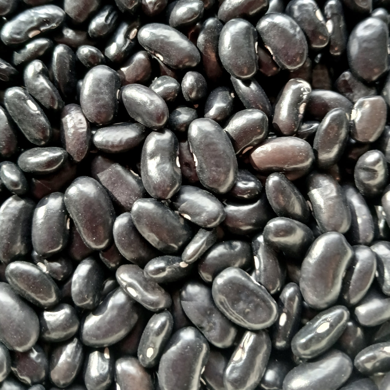 Homestead Seed CSA Share