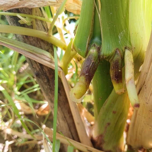 SLIME Corn! << Self-Fertilizing Nitrogen Fixing Trait >>