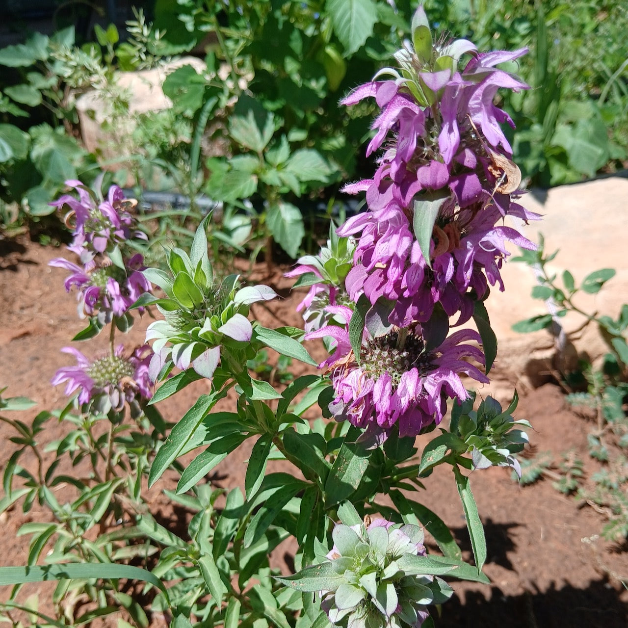 Lemon Bee Balm (Bergamot)