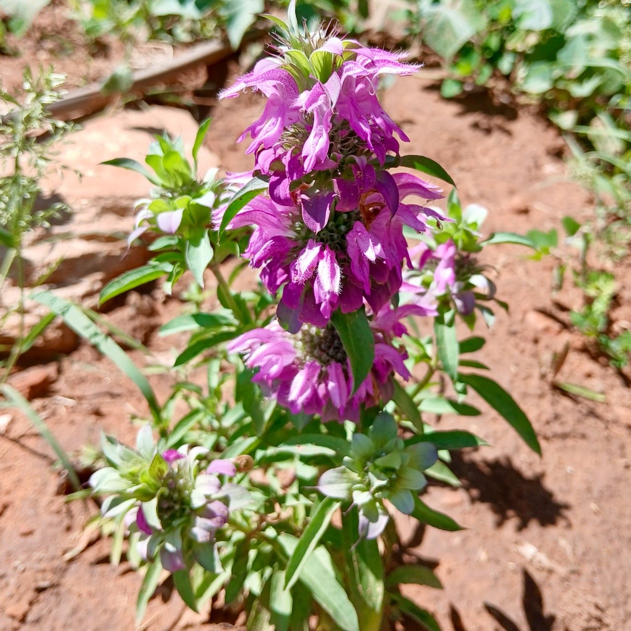Lemon Bee Balm (Bergamot)