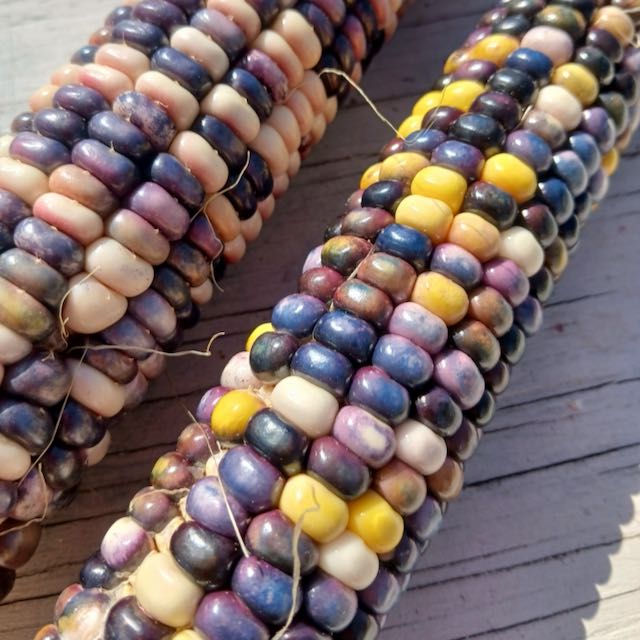 SLIME Corn! << Self-Fertilizing Nitrogen Fixing Trait >>