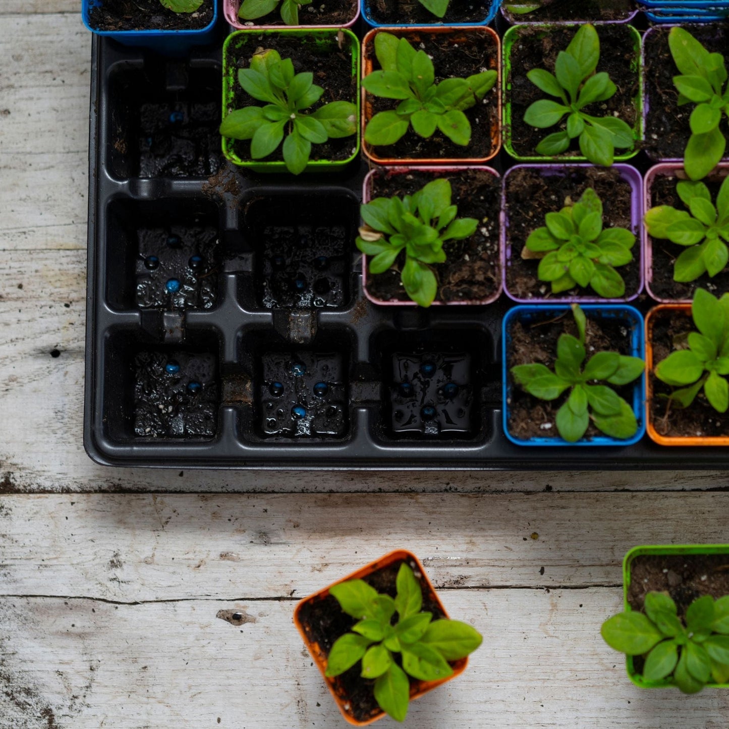32-Cell Reusable Plant Starter Trays with Inserts