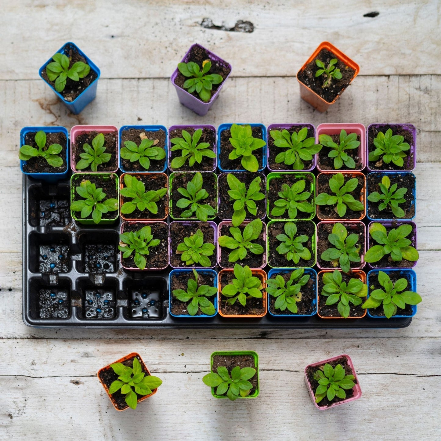 32-Cell Reusable Plant Starter Trays with Inserts