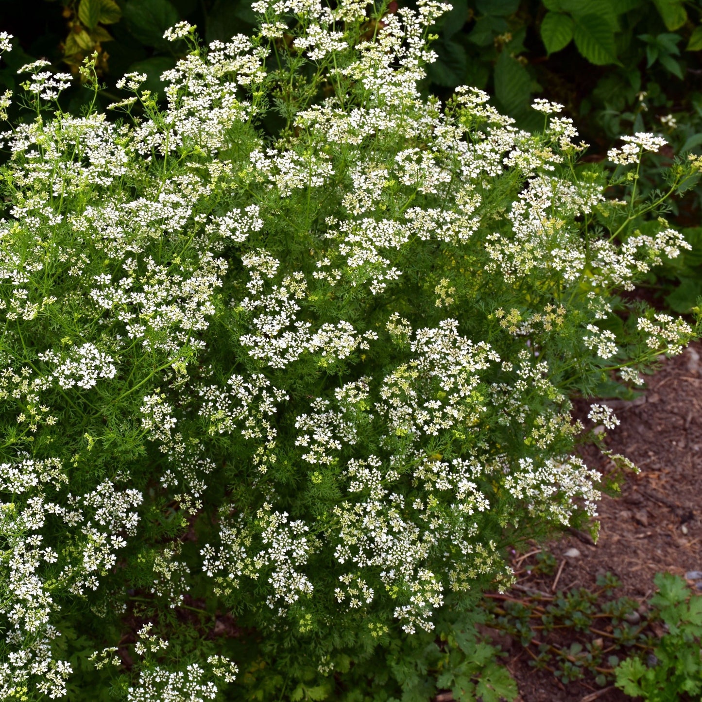 Cilantro, Slow Bolt (Coriandrum sativum)