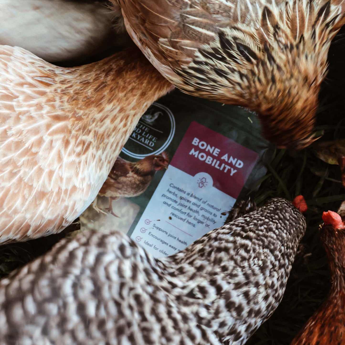 Bone and Mobility - Natural Joint & Bone Support for Chickens