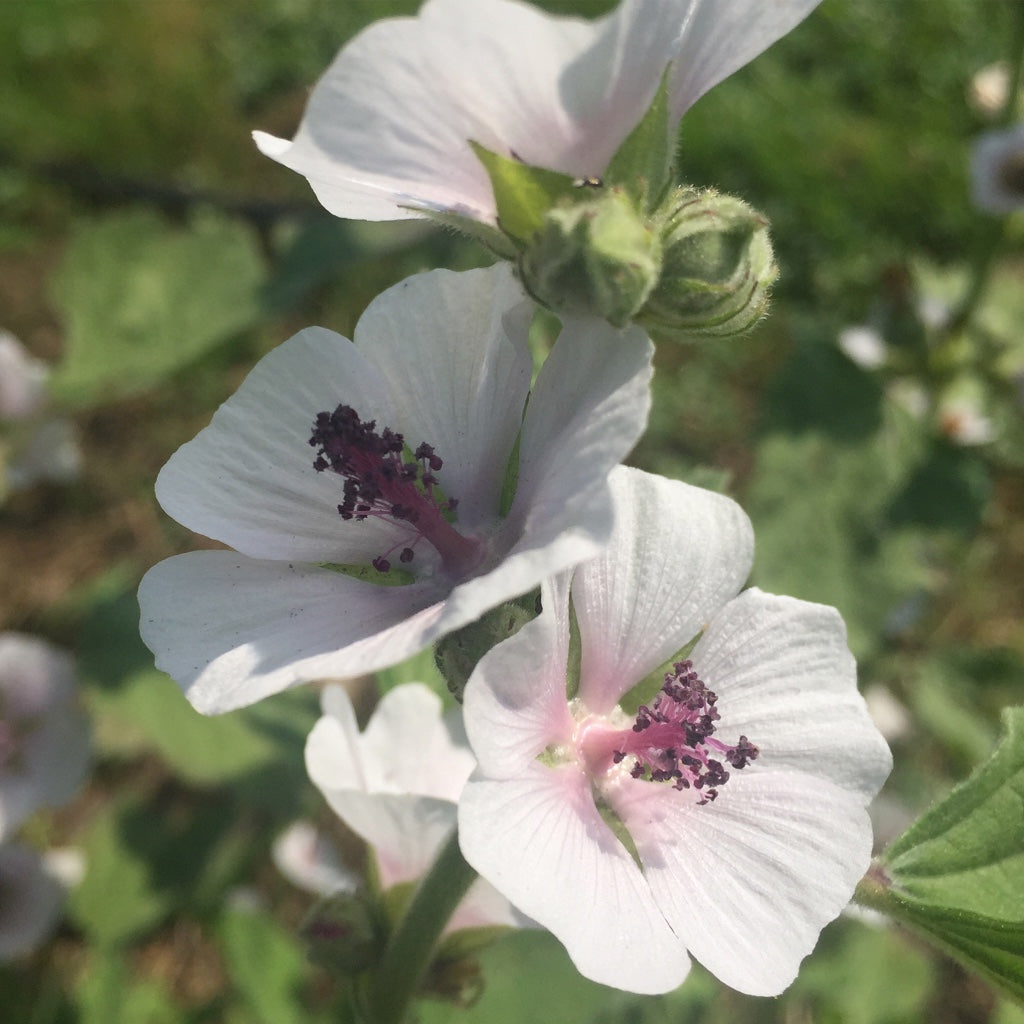 Marshmallow (Althea officinalis)