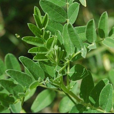 Astragalus (Astragulus membranaceus)