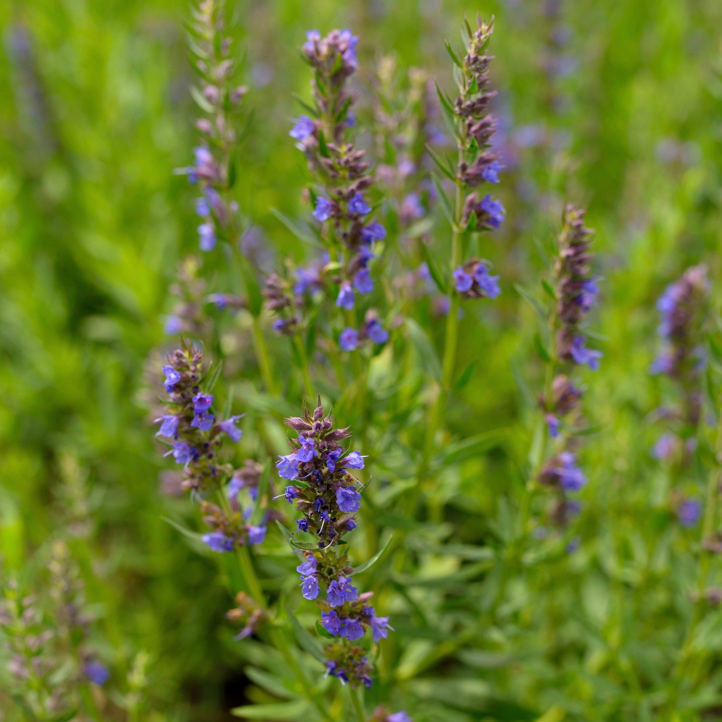 Hyssop, Official (Hyssopus officinalis)