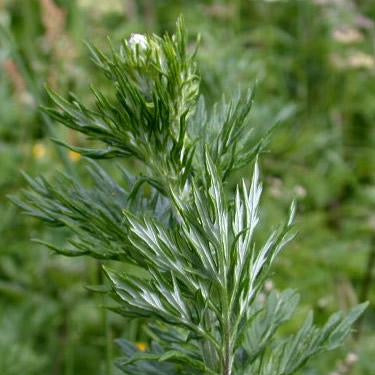 Mugwort, Common (Artemisia vulgaris)