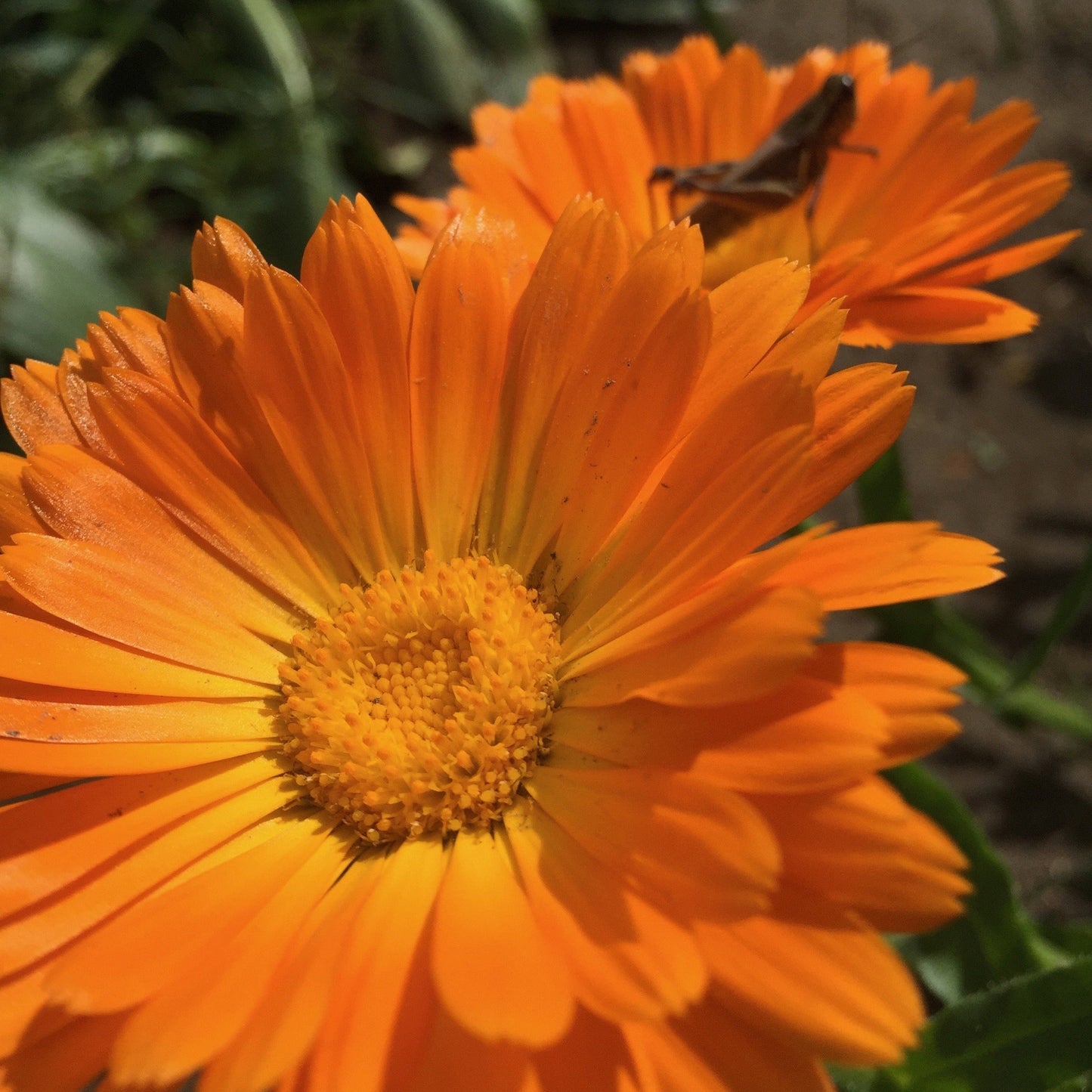 *Medicine Garden Collection* ("Be Well Stocked")