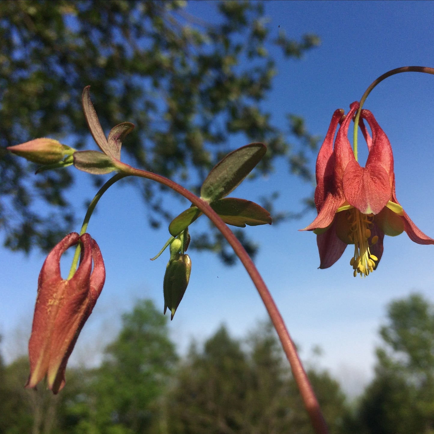 Columbine, Eastern Red (Aquilegia canadensis)