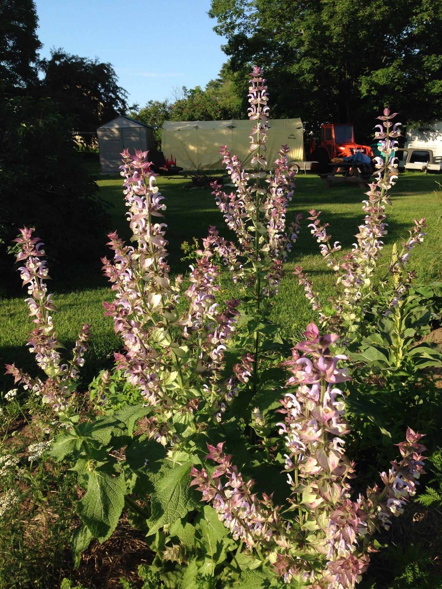 Sage, Clary (Salvia sclarea)