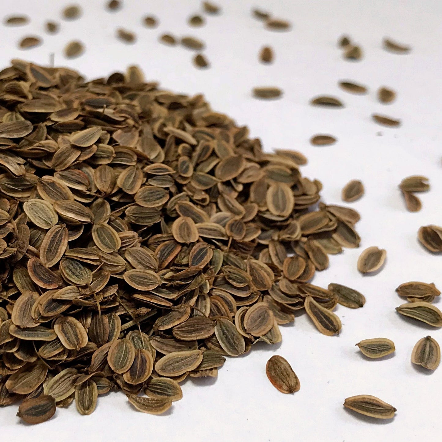 Dill, Mammoth (Anethum graveolens)