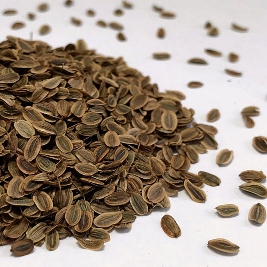 Dill, Mammoth (Anethum graveolens)