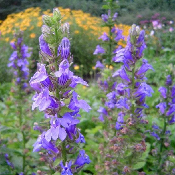 Lobelia, Great Blue (Lobelia siphilitica)