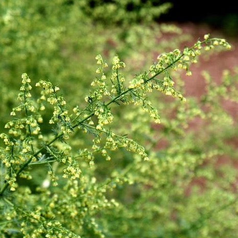 Sweet Annie (Artemisia annua)