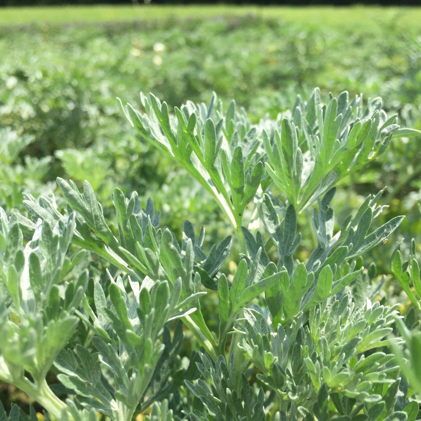Wormwood, Absinthe (Artemisia absinthium)