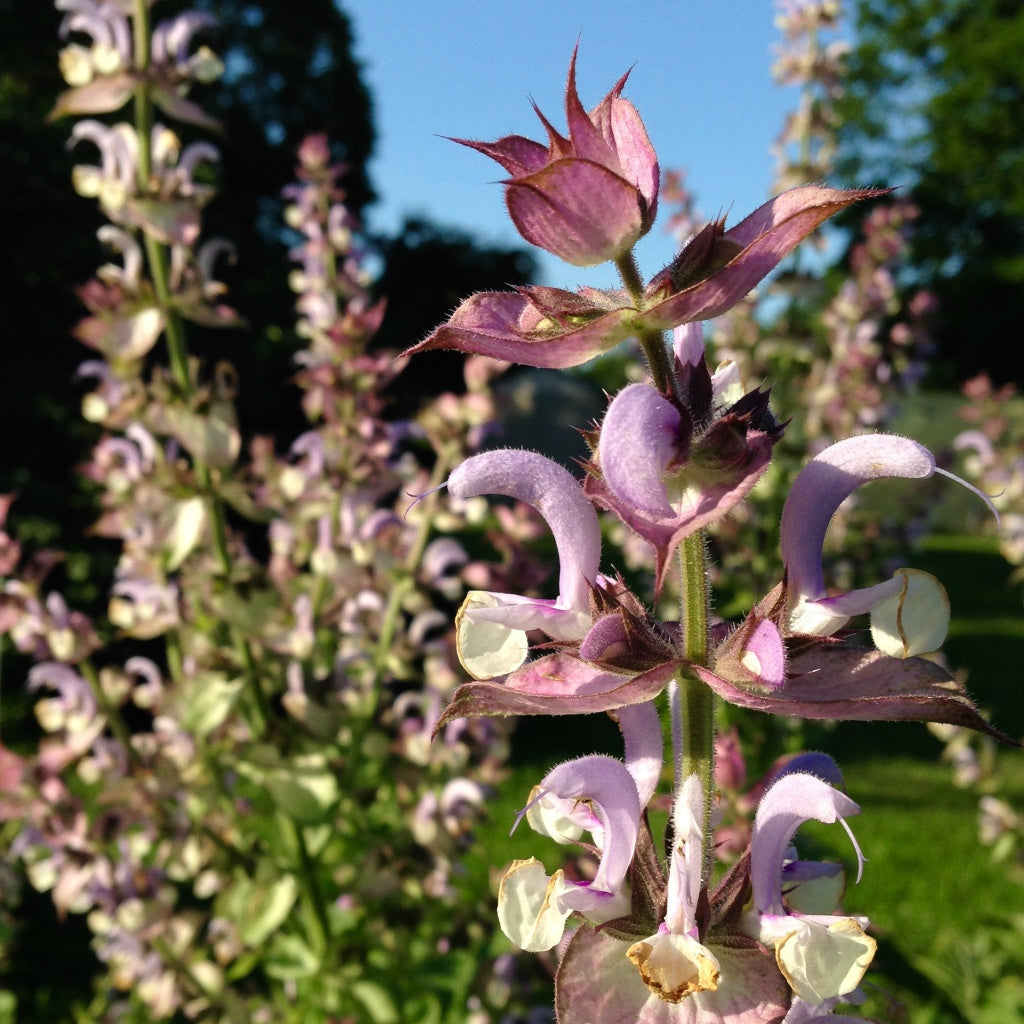 Sage, Clary (Salvia sclarea)