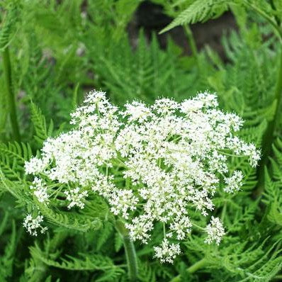 Sweet Cicely (Myrrhis odorata)