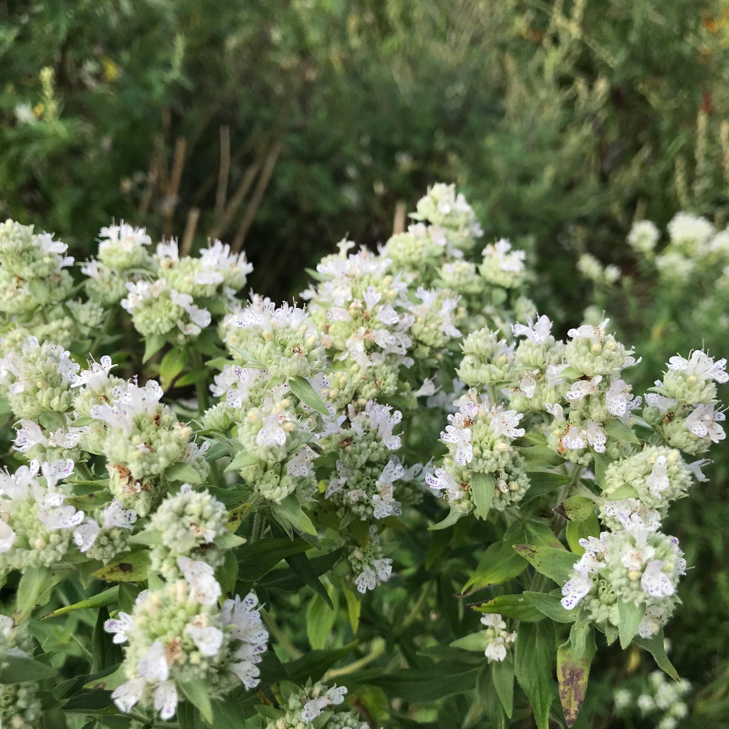 Mint, Mountain (Pycnanthemum virginianum)