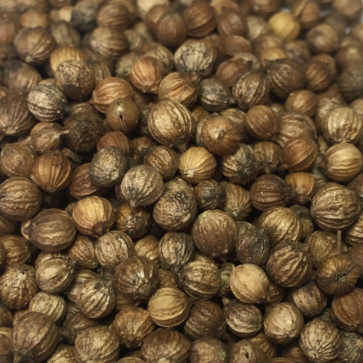 Cilantro, Slow Bolt (Coriandrum sativum)