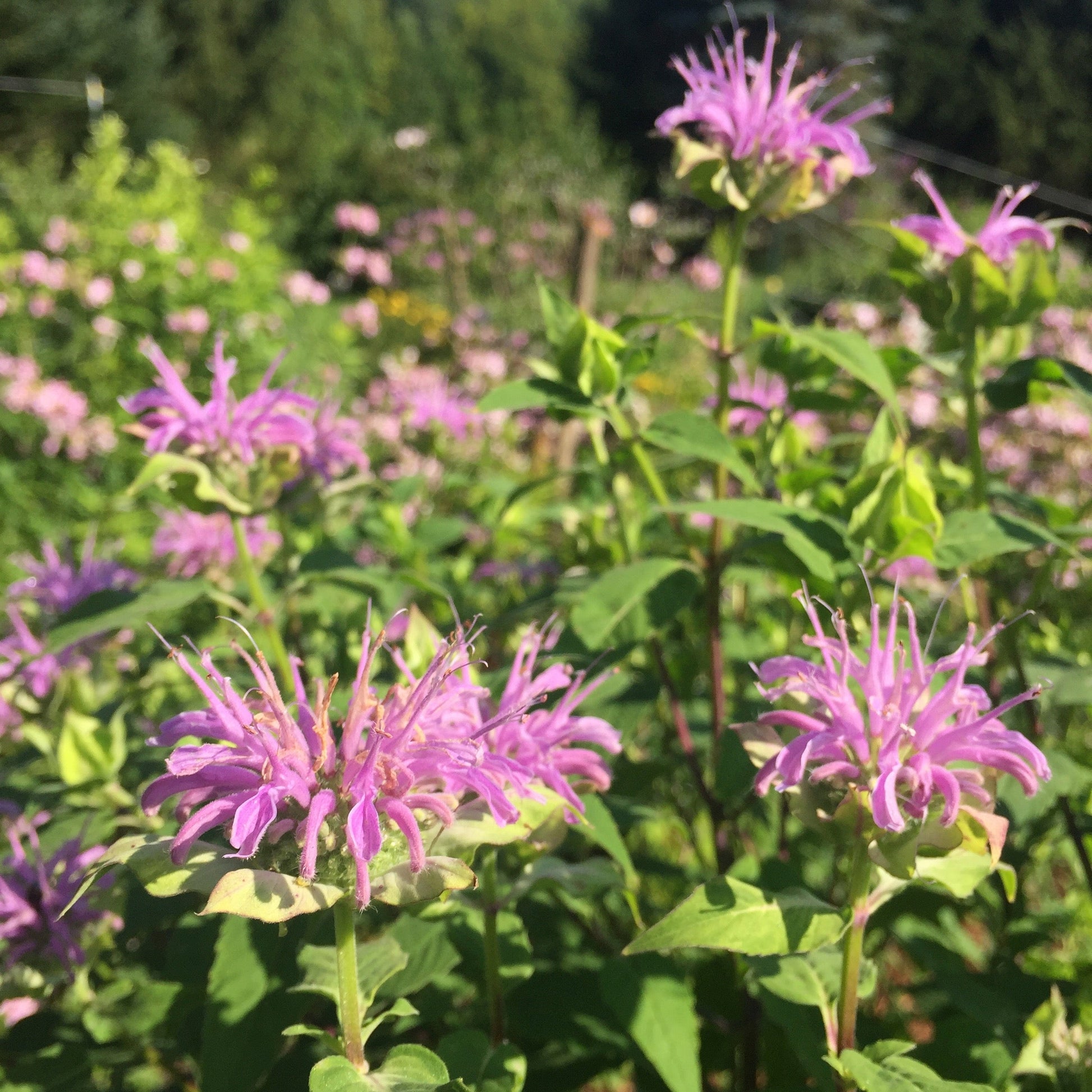 bergamot lavender plant Bergamot, Lavender (Monarda fistulosa)
