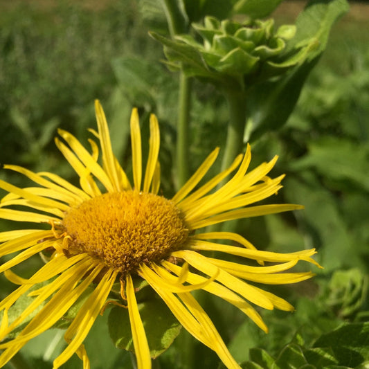 Elecampane (Inula helenium)