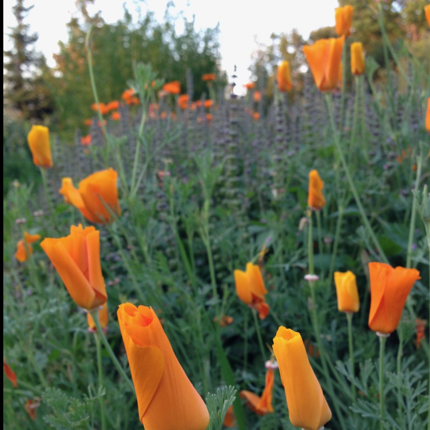 Poppy, California (Eschscholzia californica)
