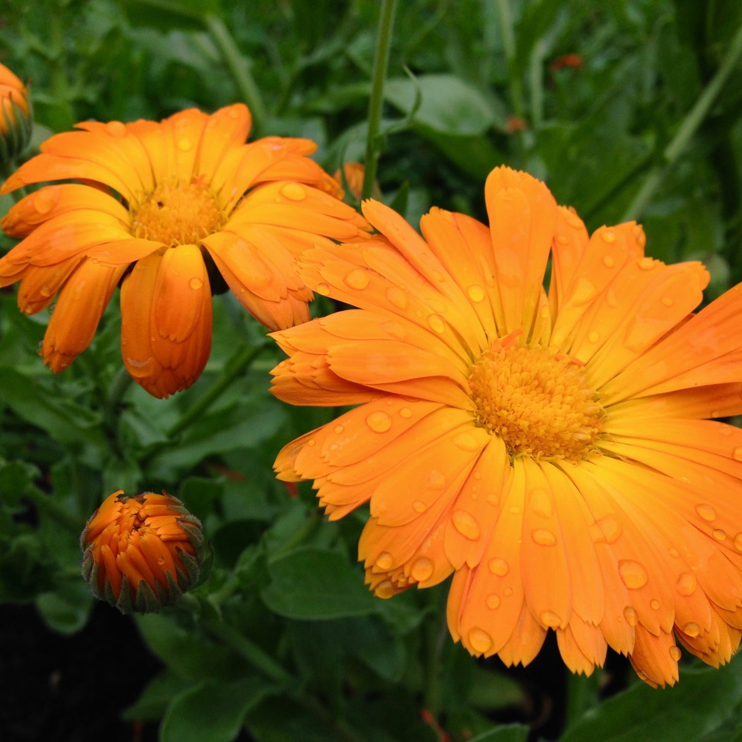 Calendula, Orange (Calendula officinalis)