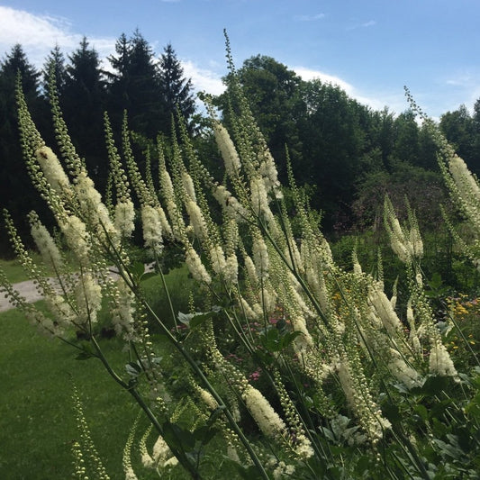 Cohosh, Black (Cimicifuga racemosa)