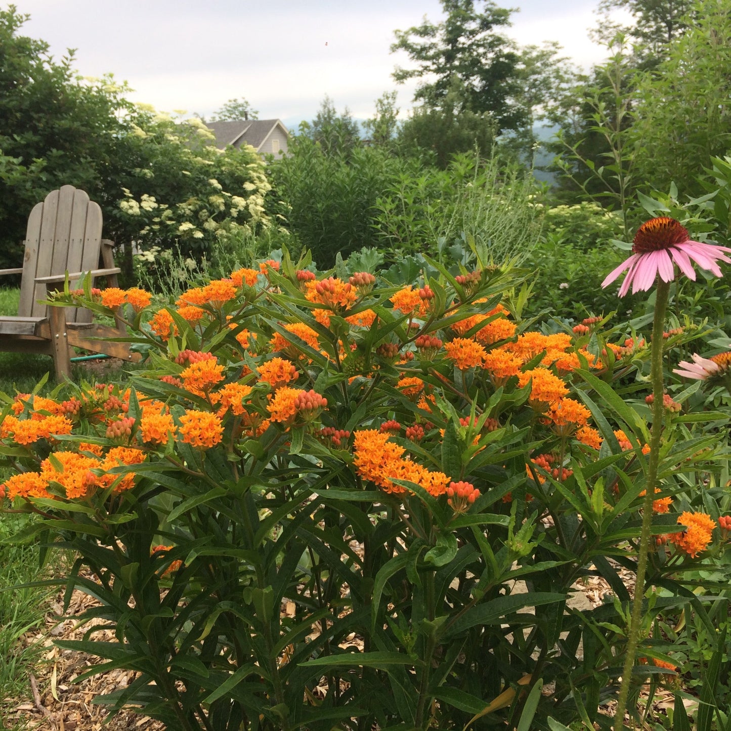 *Pollinator Garden Collection* ("Love Thy Pollineighbor")