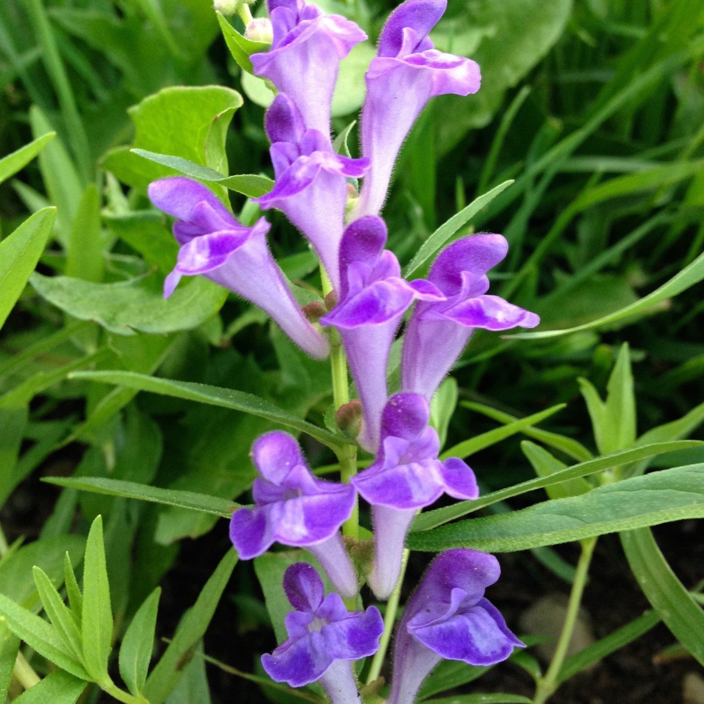 Skullcap, Baical (Scutellaria baicalensis)