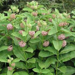 Milkweed, Common (Asclepias syriaca)