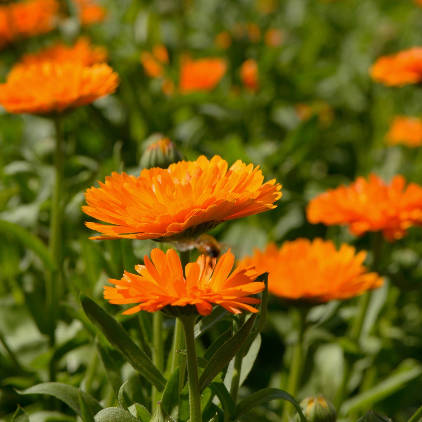 Calendula, Orange (Calendula officinalis)