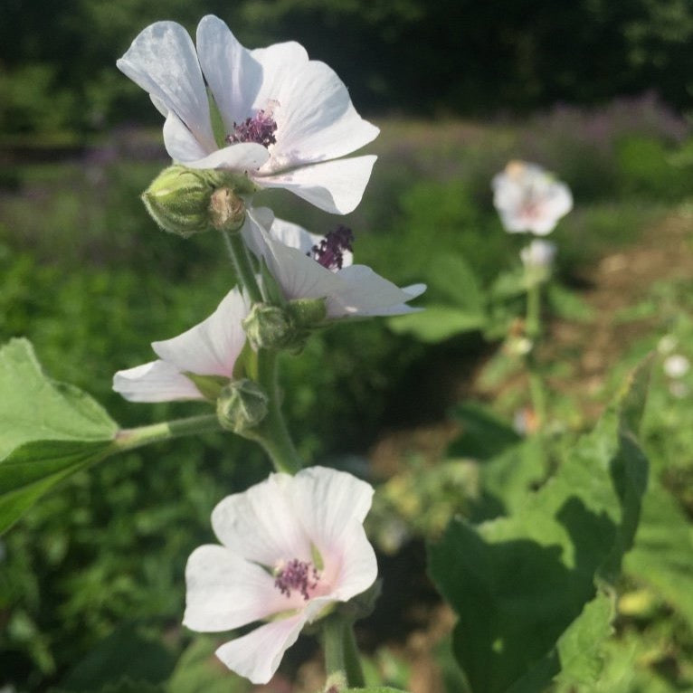 Marshmallow (Althea officinalis)