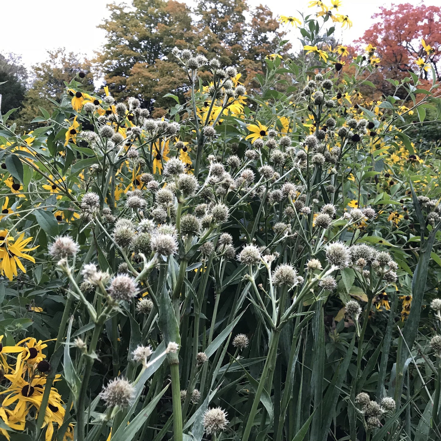 Rattlesnake Master (Eryngium yuccifolium)