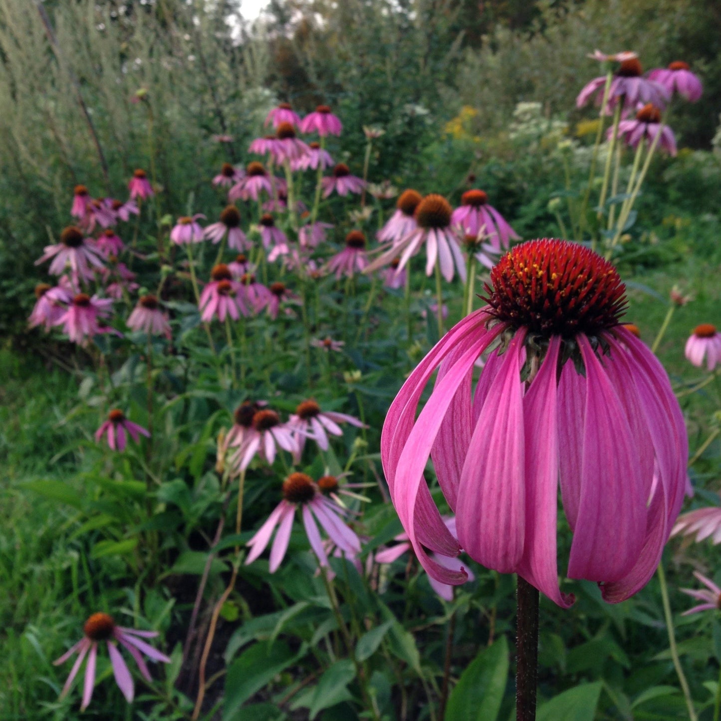 *Medicine Garden Collection* ("Be Well Stocked")