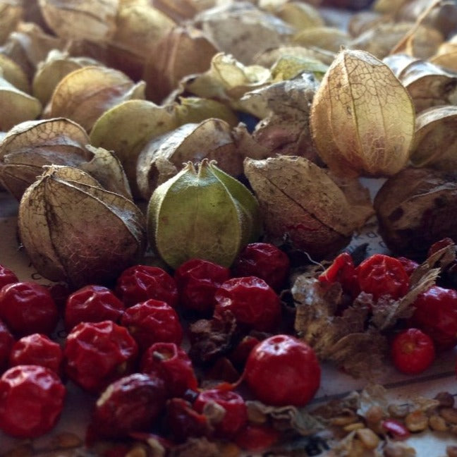 Ashwagandha (Withania somnifera)