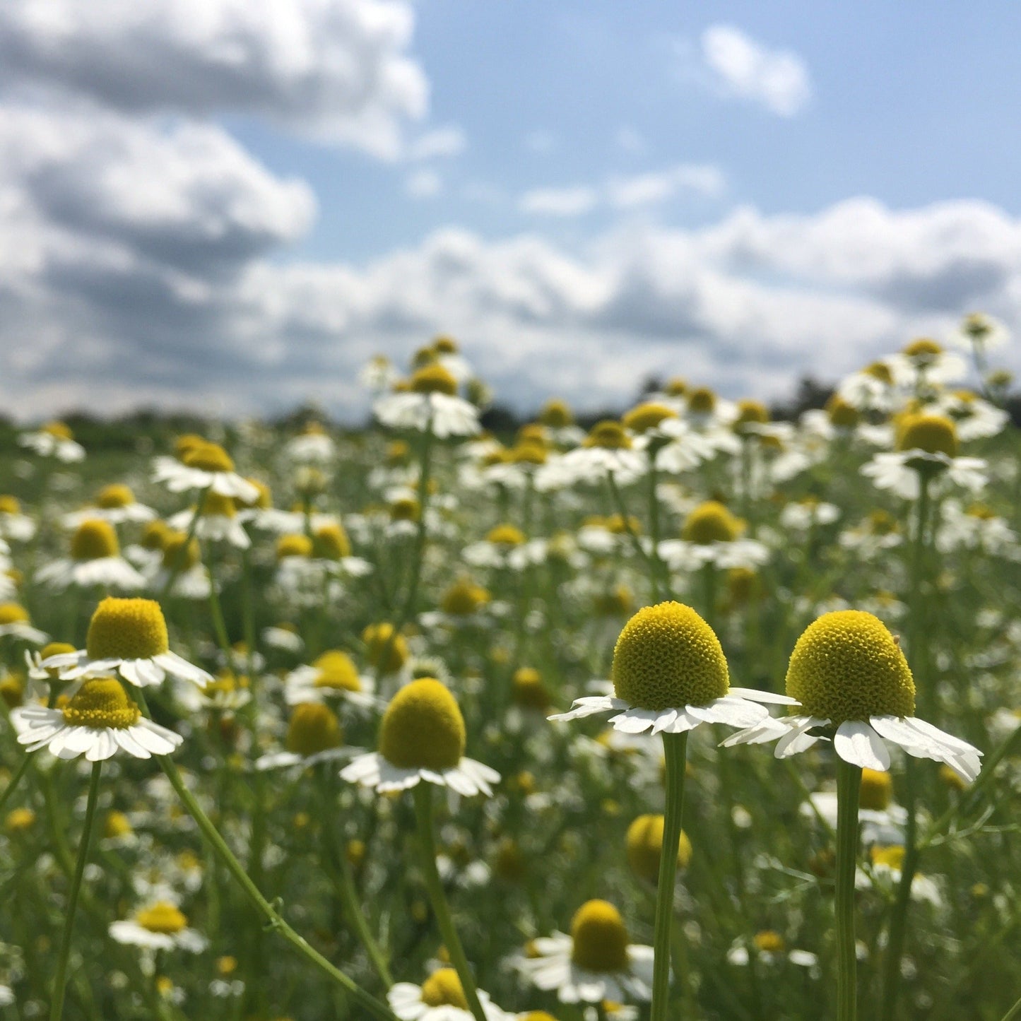 Chamomile, German (Matricaria recutita)