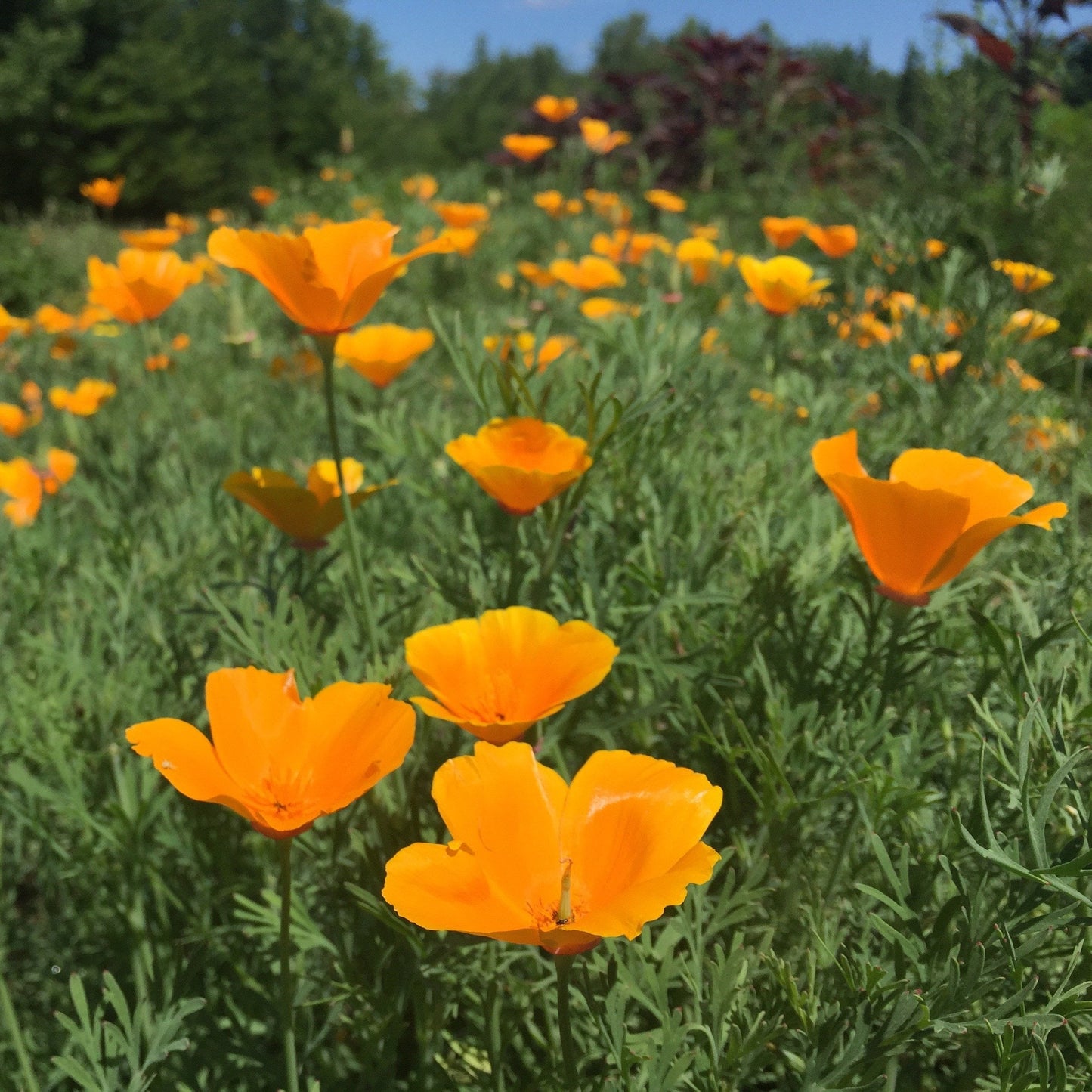 Poppy, California (Eschscholzia californica)