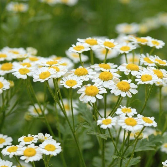 Chamomile, German (Matricaria recutita)