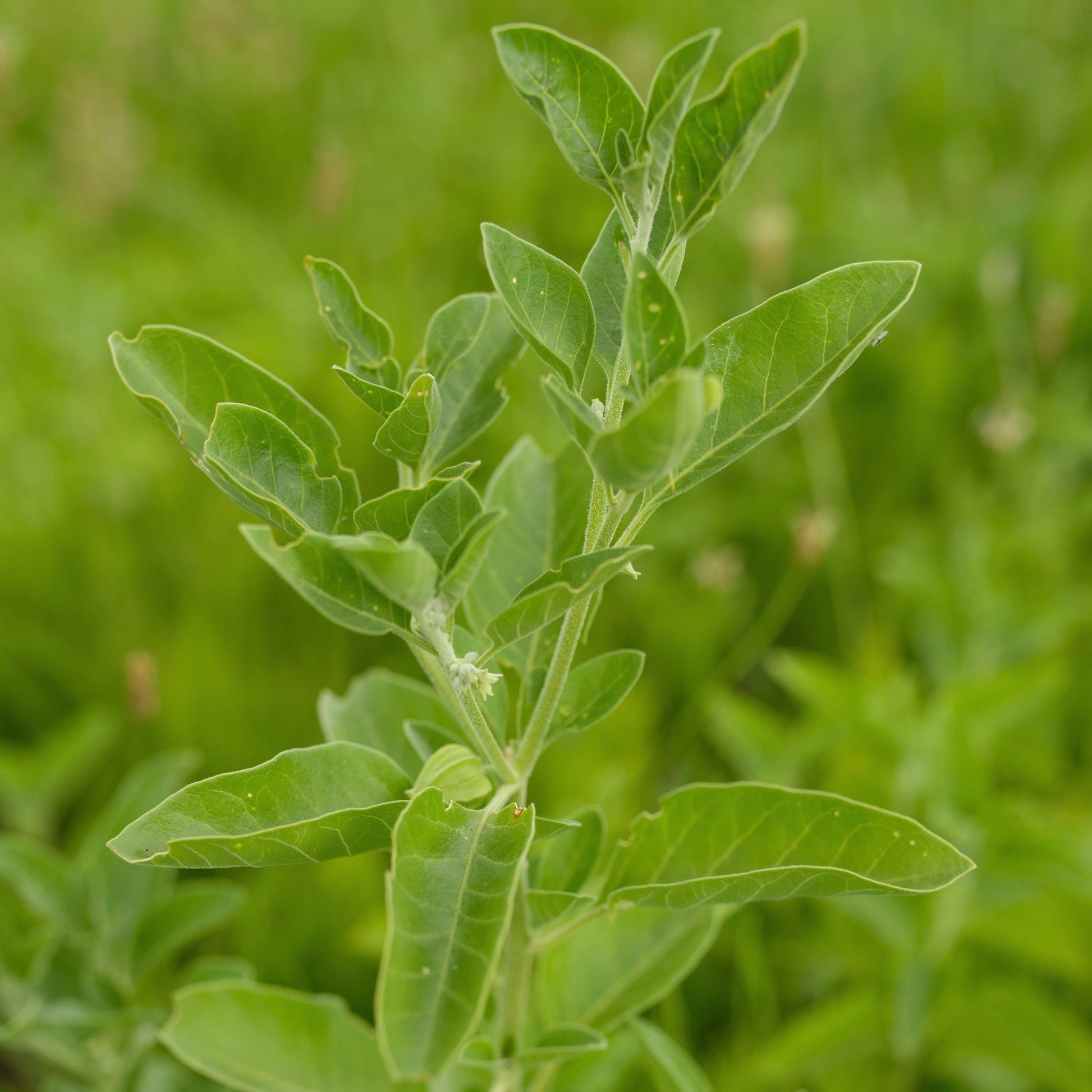 ashwagandha plant seeds Ashwagandha (Withania somnifera) – Mother Earth News