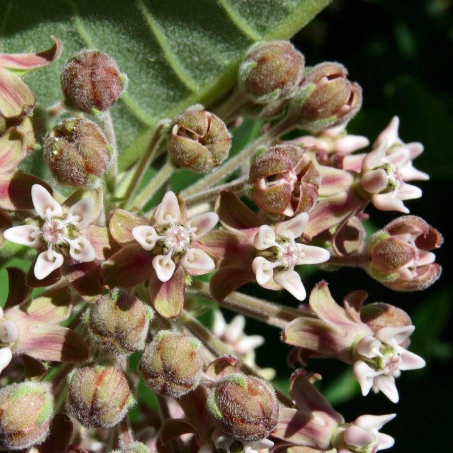 Milkweed, Common (Asclepias syriaca)