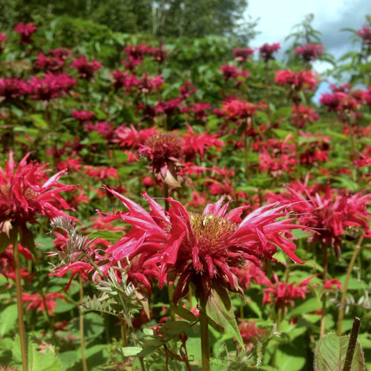 Bee Balm, Scarlet (Monarda didyma)