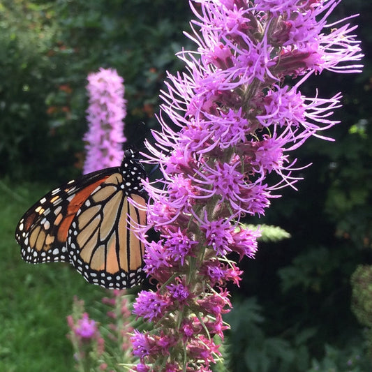 Blazing Star, Prairie  (Liatris pycnostachya)